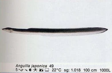 Anguilla japonica